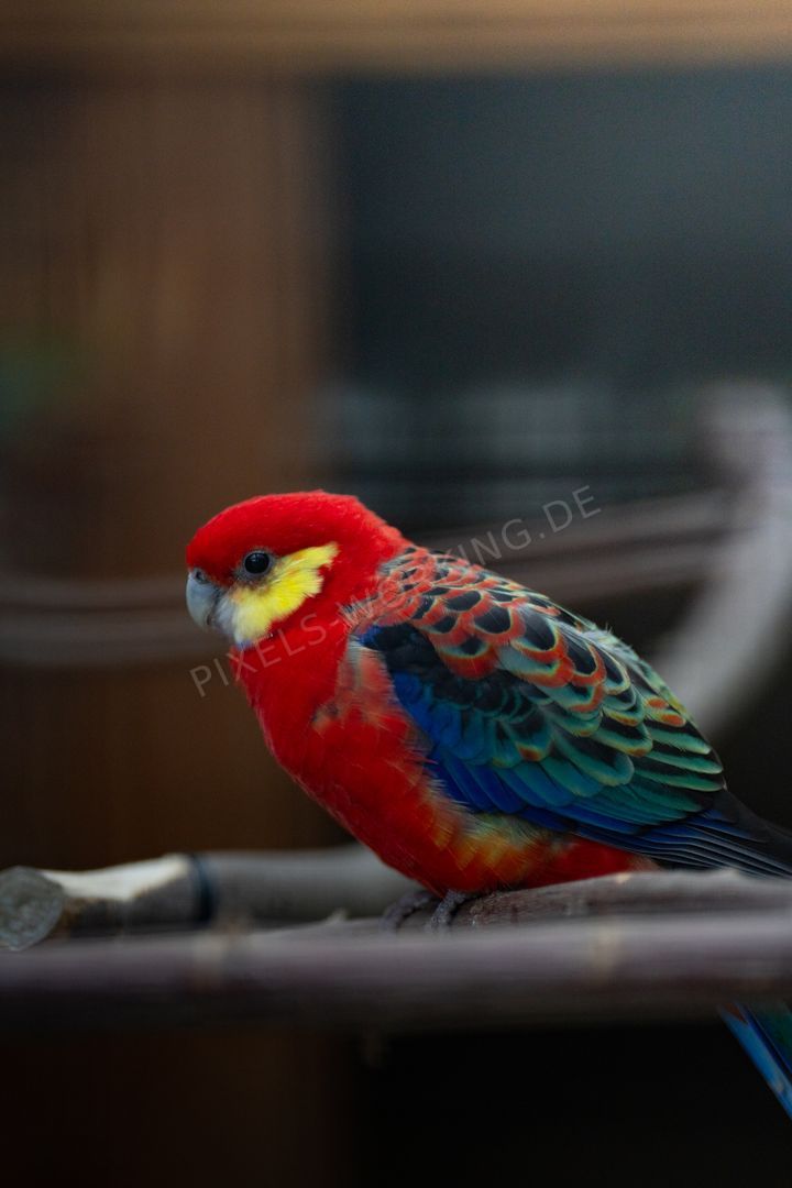 Tierwelt