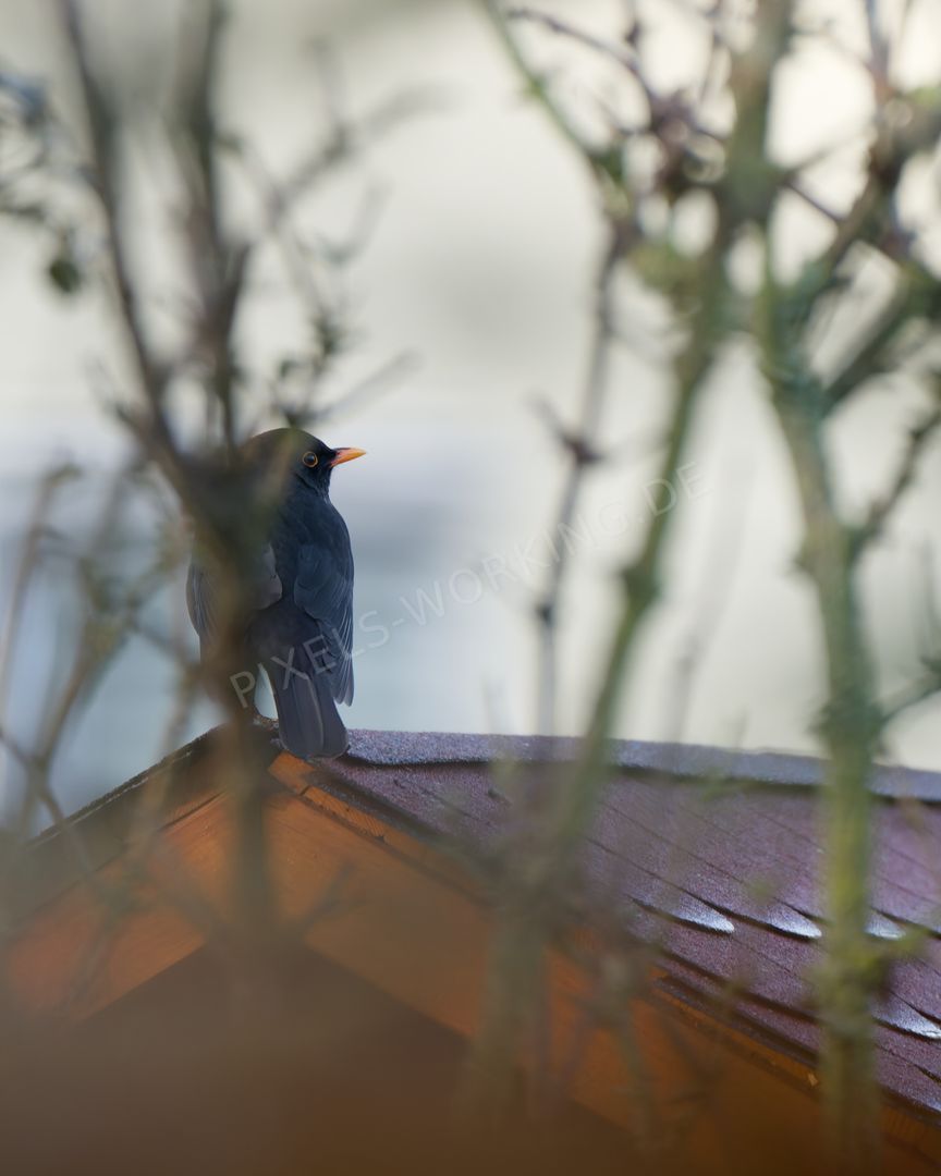 DSC01187_DxO.jpg