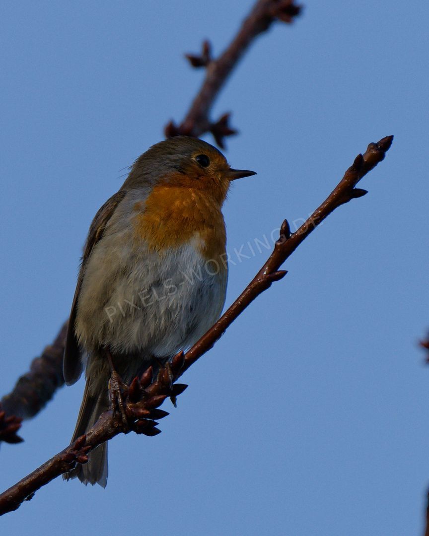 DSC01195_DxO.jpg