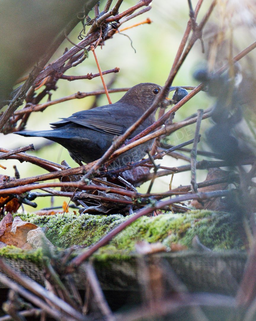 DSC01260_DxO.jpg