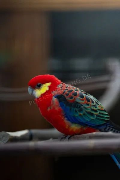 DSC00276