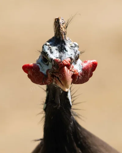 MI_DSC08482